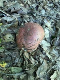 Boletus subluridellus image