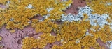 Xanthoria weberi image