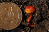 Hygrocybe miniata image