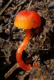 Hygrocybe miniata image