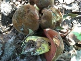 Boletus subluridellus image