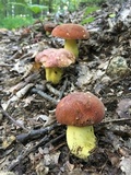 Boletus subluridellus image
