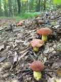 Boletus subluridellus image