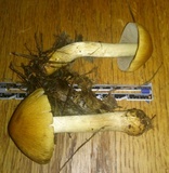 Cortinarius corrugatus image