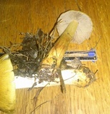 Cortinarius corrugatus image