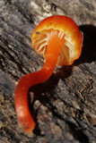 Hygrocybe miniata image