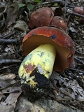Boletus subluridellus image