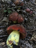 Boletus subluridellus image