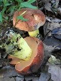 Boletus subluridellus image