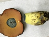 Boletus subluridellus image