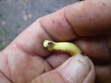 Phylloporus rhodoxanthus image