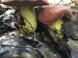 Boletus subluridellus image