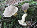 Retiboletus griseus image