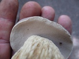 Retiboletus griseus image