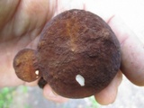 Xanthoconium affine image