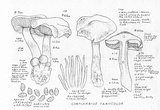 Cortinarius variicolor image