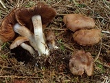 Cortinarius variicolor image