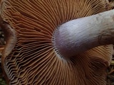 Cortinarius variicolor image