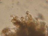 Cortinarius variicolor image