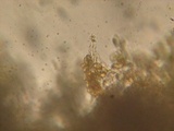 Cortinarius variicolor image
