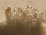 Cortinarius variicolor image