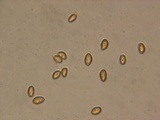 Cortinarius variicolor image