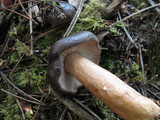 Lactarius kauffmanii image
