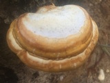 Ganoderma curtisii image