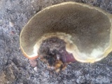 Ganoderma curtisii image