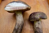 Tylopilus variobrunneus image