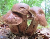Tylopilus variobrunneus image