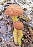 Leccinum rubropunctum image
