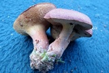 Bothia castanella image