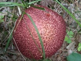 Suillus spraguei image