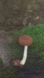 Psathyrella delineata image