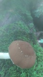 Psathyrella delineata image
