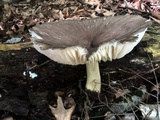 Megacollybia rodmanii image