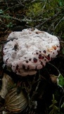 Hydnellum peckii image