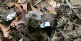 Phellodon melaleucus image