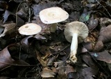 Lactarius chrysorrheus image