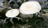 Lactarius chrysorrheus image
