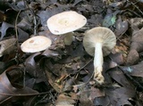 Lactarius chrysorrheus image