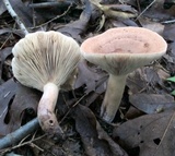 Lactarius quietus image