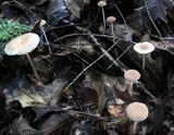 Gymnopus subnudus image