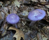 Cortinarius iodes image