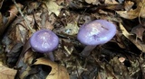 Cortinarius iodes image