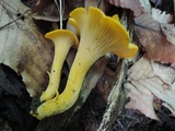 Cantharellus flavus image