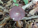 Russula mariae image
