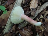 Russula mariae image