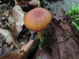 Tricholomopsis flammula image